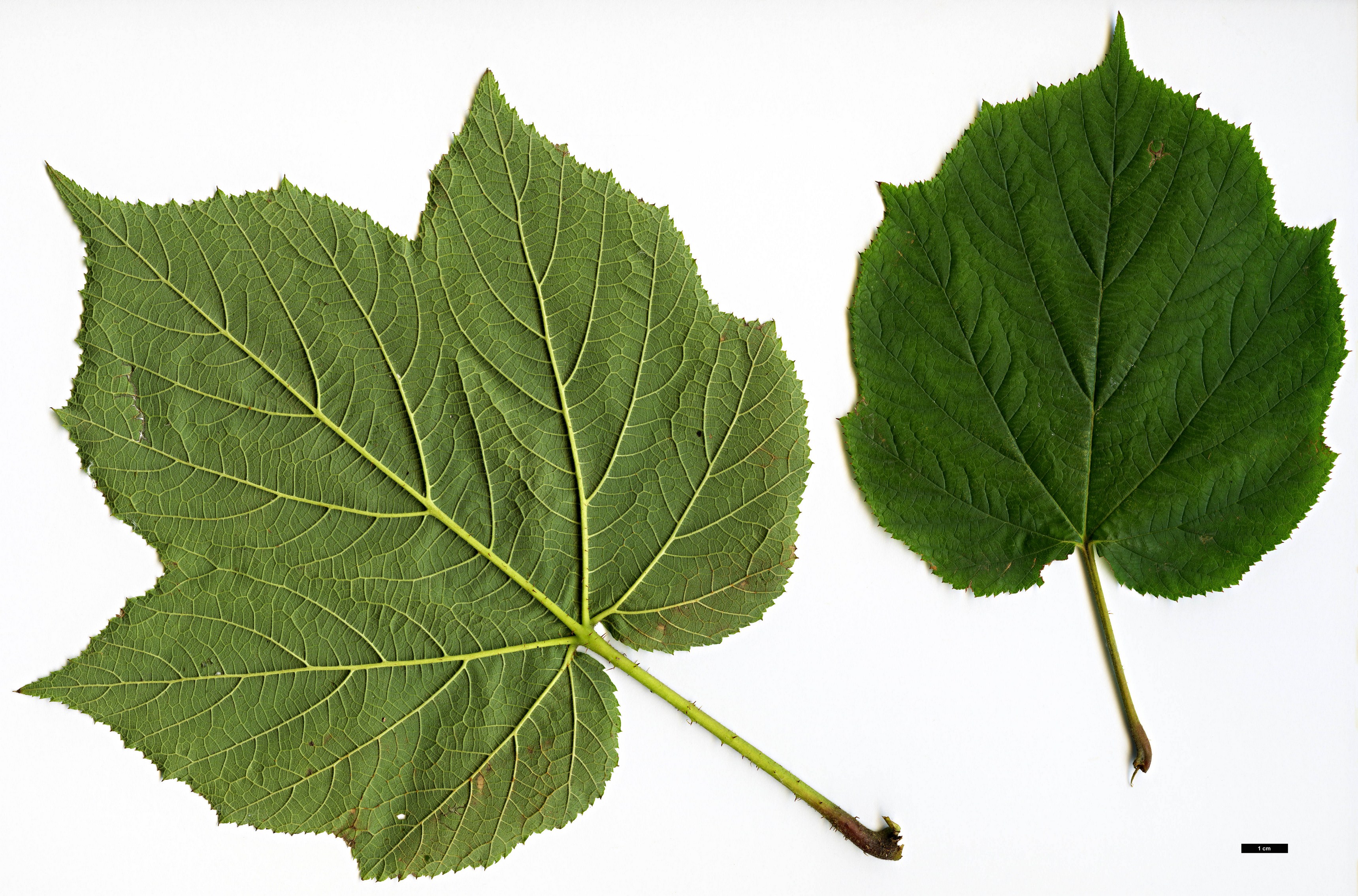 High resolution image: Family: Rosaceae - Genus: Rubus - Taxon: yiwuanus